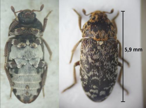Dermestes gyllenhali